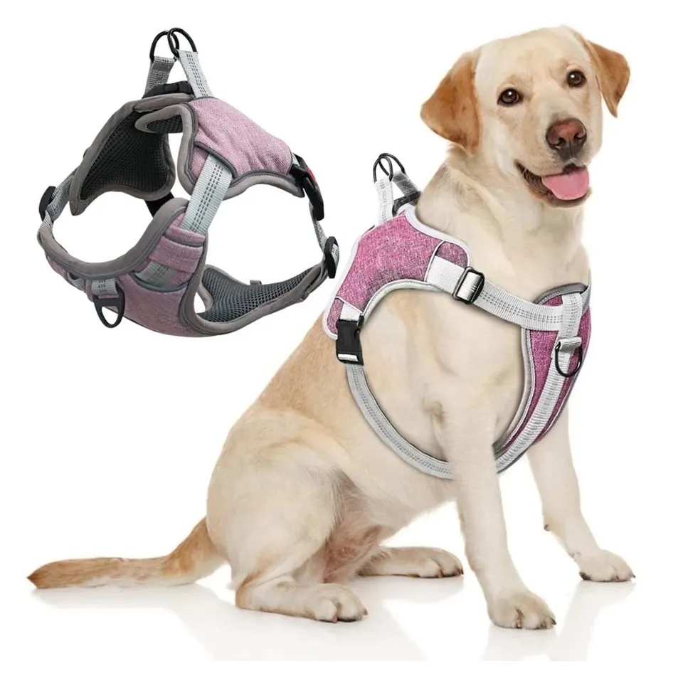 Harnesses & Leashes